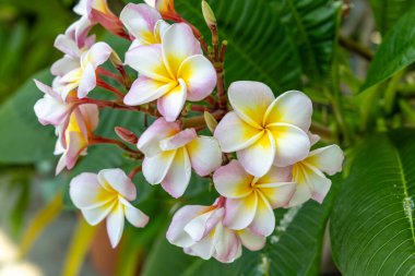 Plumeria çiçekleri çok hoş kokulu tropikal bir bitkidir..