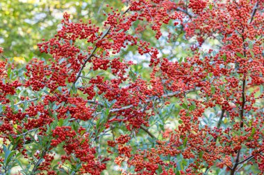 Sonbaharda piracantha coccinea 'nın kırmızı tohumları. 