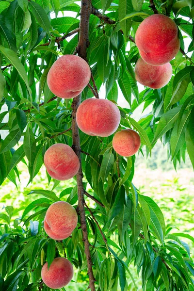 Fresh and delicious peaches in the orchard.