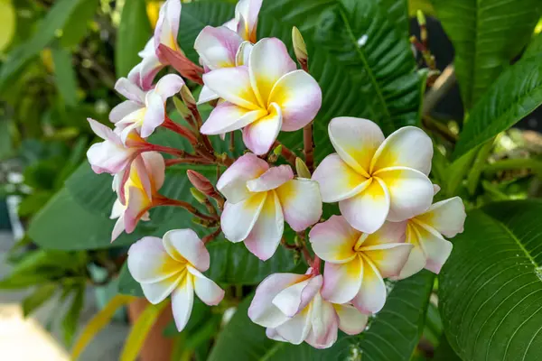 Plumeria çiçekleri çok hoş kokulu tropikal bir bitkidir..