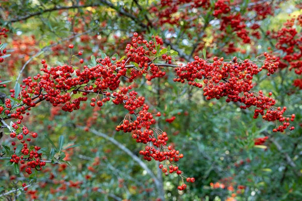 Röda Frön Pyracantha Coccinea Hösten — Stockfoto