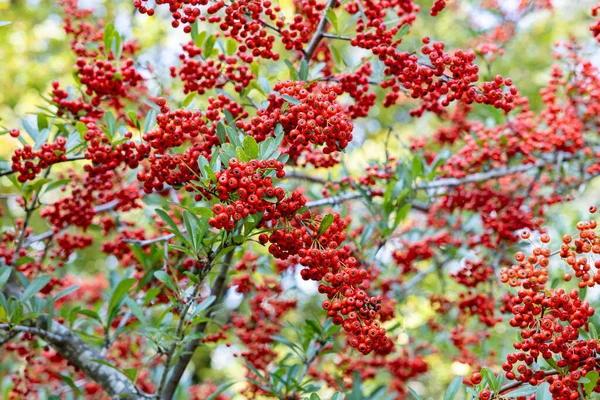 Röda Frön Pyracantha Coccinea Hösten — Stockfoto