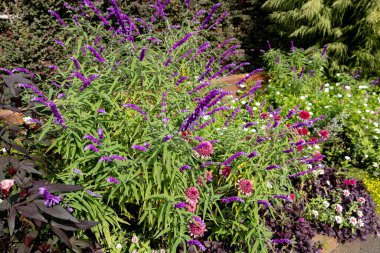 Salvia leucantha çiçekleri sonbaharda açan bahçede..