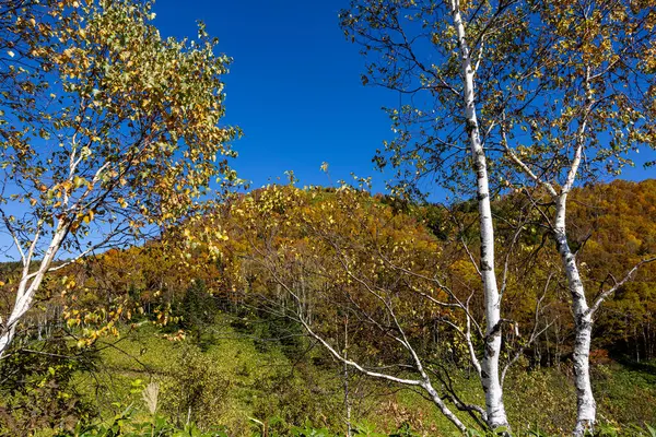 Shiga Kogen 'in sonbahar yapraklarının görüntüsü.