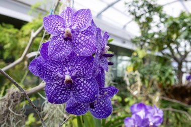 Güzel Vanda Somsuri Şanlı Orkide Mavi Çiçeği.