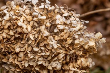 Annabelle 'in kurumuş çiçekleri kış bahçesinde..