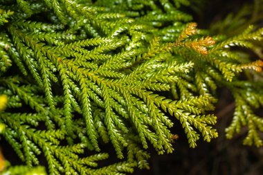 Bahçedeki güzel Japon selvi yaprağı.