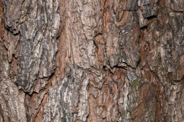 Norveç ladininin güzel kabuğu kışın.