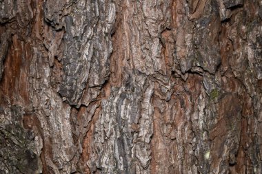 Norveç ladininin güzel kabuğu kışın.