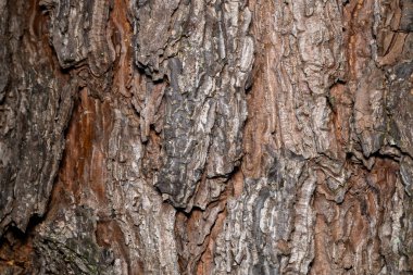 Norveç ladininin güzel kabuğu kışın.