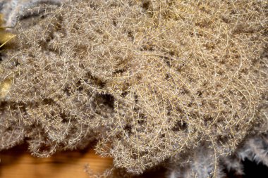 Setaria viridis 'in doğal kurumuş çiçekleri.