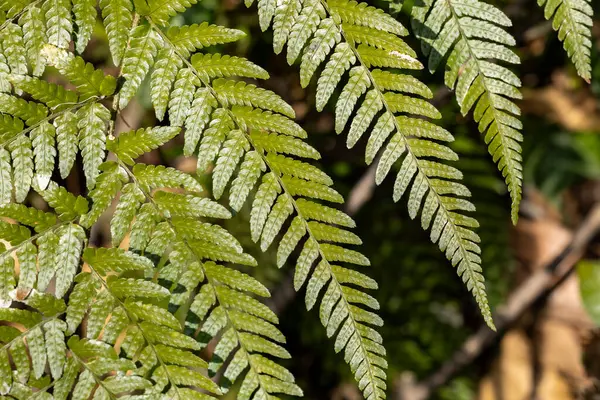 Prachtige Varenbladeren Van Tropische Planten — Stockfoto