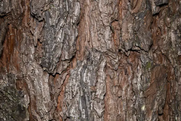 Norveç ladininin güzel kabuğu kışın.