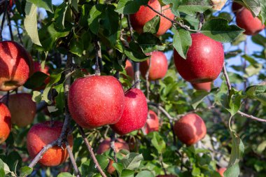 Chiyuki, meyve bahçesinden lezzetli bir elma çeşidi..