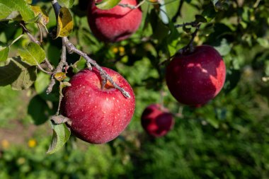 Chiyuki, meyve bahçesinden lezzetli bir elma çeşidi..