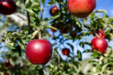 Meyve bahçesinde lezzetli elma çeşitlerinin Akibae 'si..