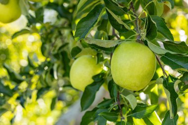 Shinano Gold, meyve bahçesinden lezzetli bir elma çeşidi..