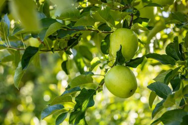 Shinano Gold, meyve bahçesinden lezzetli bir elma çeşidi..
