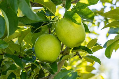 Shinano Gold, meyve bahçesinden lezzetli bir elma çeşidi..