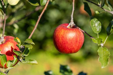 Lezzetli elma çeşidi Shinano Meyve bahçesinden tatlı.