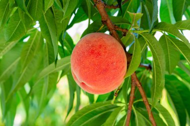 Meyve bahçesinde taze ve lezzetli şeftaliler.