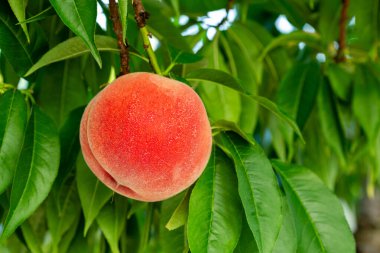 Meyve bahçesinde taze ve lezzetli şeftaliler.