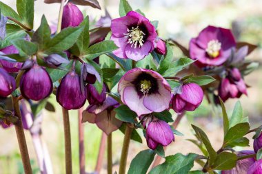 İlkbahar bahçesinde açan mor renkli çınar çiçekleri.