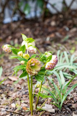 Kırmızı kenarlı karacaot çiçekleri baharın başlarında bahçede çiçek açıyor..
