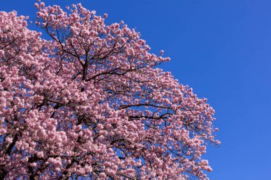 Japonya 'da ilkbaharın başlarında güzel Kawazu kiraz çiçekleri açar..