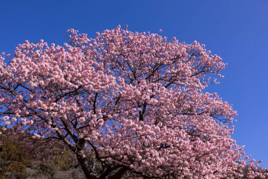 Japonya 'da ilkbaharın başlarında güzel Kawazu kiraz çiçekleri açar..