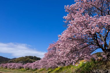 Kawazu 'nun güzel manzarası kiraz çiçekleri ve tecavüz çiçekleri ilkbaharın başlarında açar..