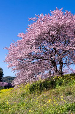 Kawazu 'nun güzel manzarası kiraz çiçekleri ve tecavüz çiçekleri ilkbaharın başlarında açar..