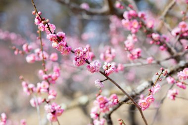Bahar başında açan güzel Japon kayısı çiçekleri Hanakami.