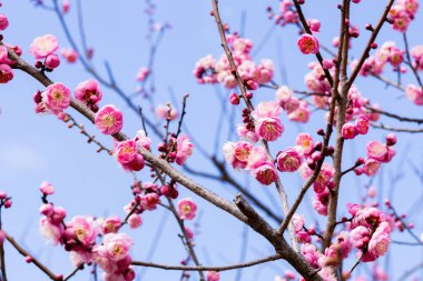 Bahar başında açan güzel Japon kayısı çiçekleri Hanakami.