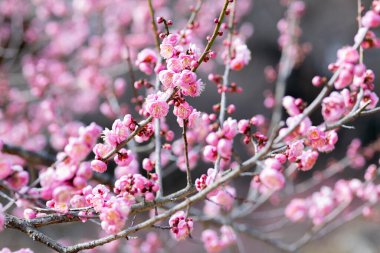 Bahar başında açan güzel Japon kayısı çiçekleri Hanakami.