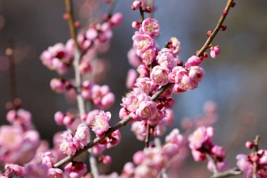 Bahar başında açan güzel Japon kayısı çiçekleri Hanakami.