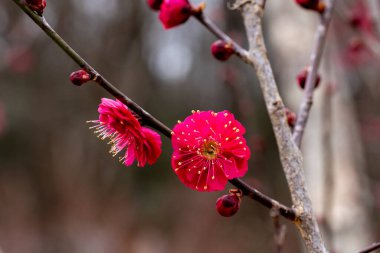 İlkbaharın başlarında açan güzel Japon kayısı çiçekleri Kagoshimako.