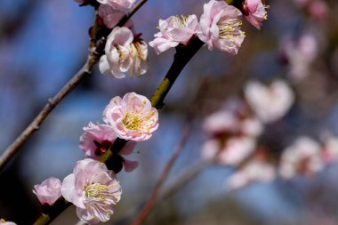 Güzel Japon kayısı çiçekleri baharın başlarında çiçek açar Kenkyo.