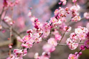 Bahar başında açan güzel Japon kayısı çiçekleri Naniwakou.