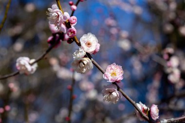 Güzel Japon kayısı çiçekleri İlkbaharın başında açan Omoinomama.