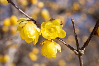 Kış çiçekleri ilkbaharın başlarında açar..