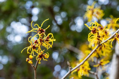 Hamamelis intermedia Barmstendt Gold İlkbaharın başlarında açan sarı çiçekli.