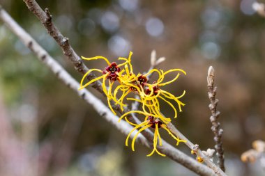 Hamamelis intermedia Barmstendt Gold İlkbaharın başlarında açan sarı çiçekli.