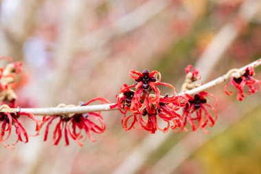 Hamamelis intermedya Diane ile bahar başında açan kırmızı çiçekler.