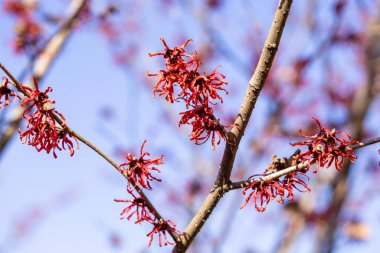 Hamamelis intermedya Diane ile bahar başında açan kırmızı çiçekler.