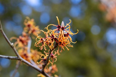Hamamelis intermedya Jelena İlkbaharın başlarında açan sarı çiçeklerle.