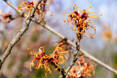 Hamamelis intermedya Jelena İlkbaharın başlarında açan sarı çiçeklerle.