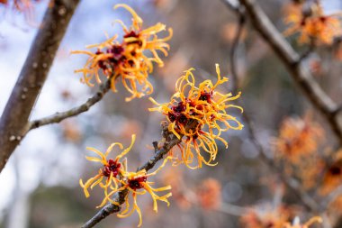 Hamamelis intermedya Jelena İlkbaharın başlarında açan sarı çiçeklerle.