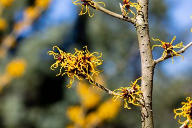 Hamamelis intermedia Nina 'nın sarı çiçekleri baharın başlarında açar..