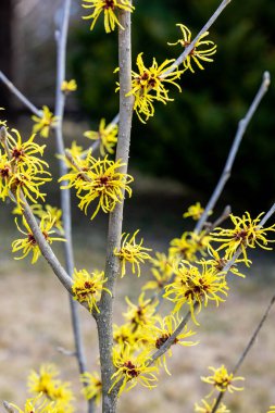 Hamamelis mellis Wisley Supreme İlkbaharın başlarında açan sarı çiçeklerle.